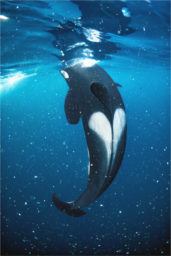 Main image This Must Be Underwater Love