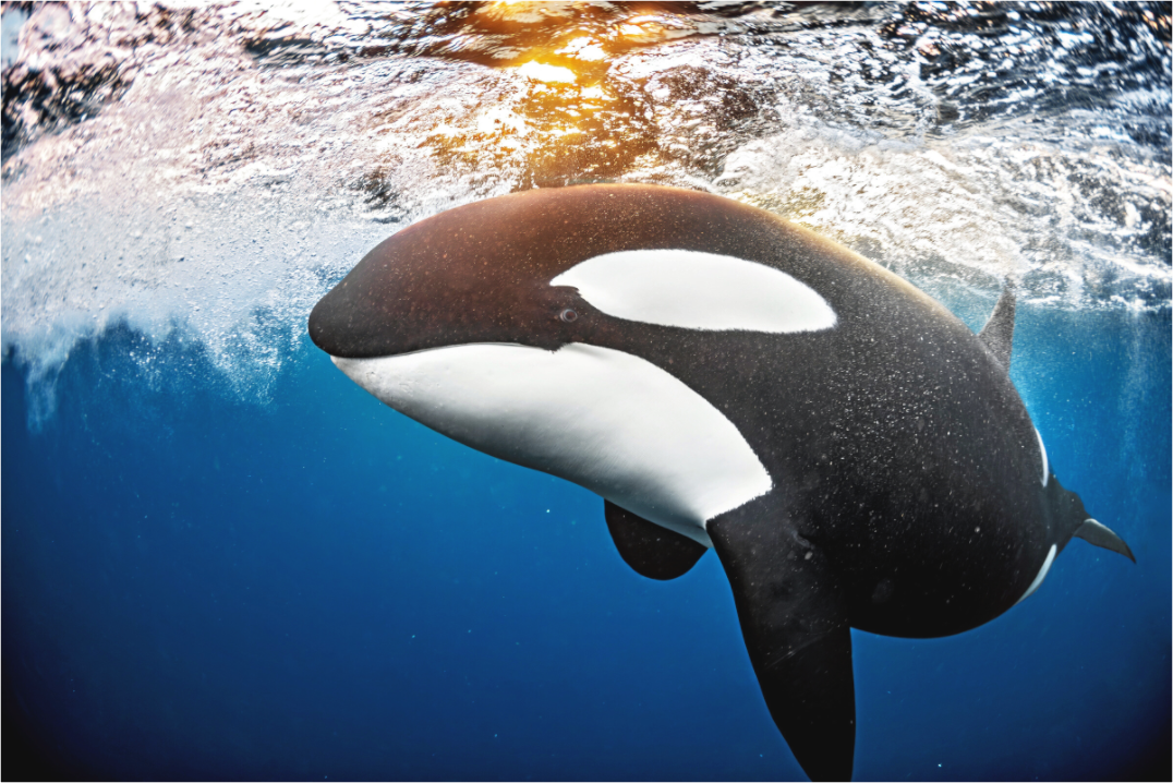 Main image Golden Orca