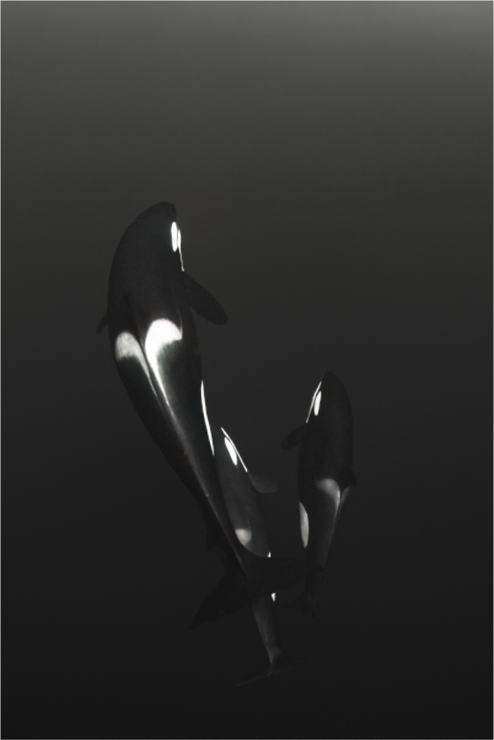 Main image A Mother's Love