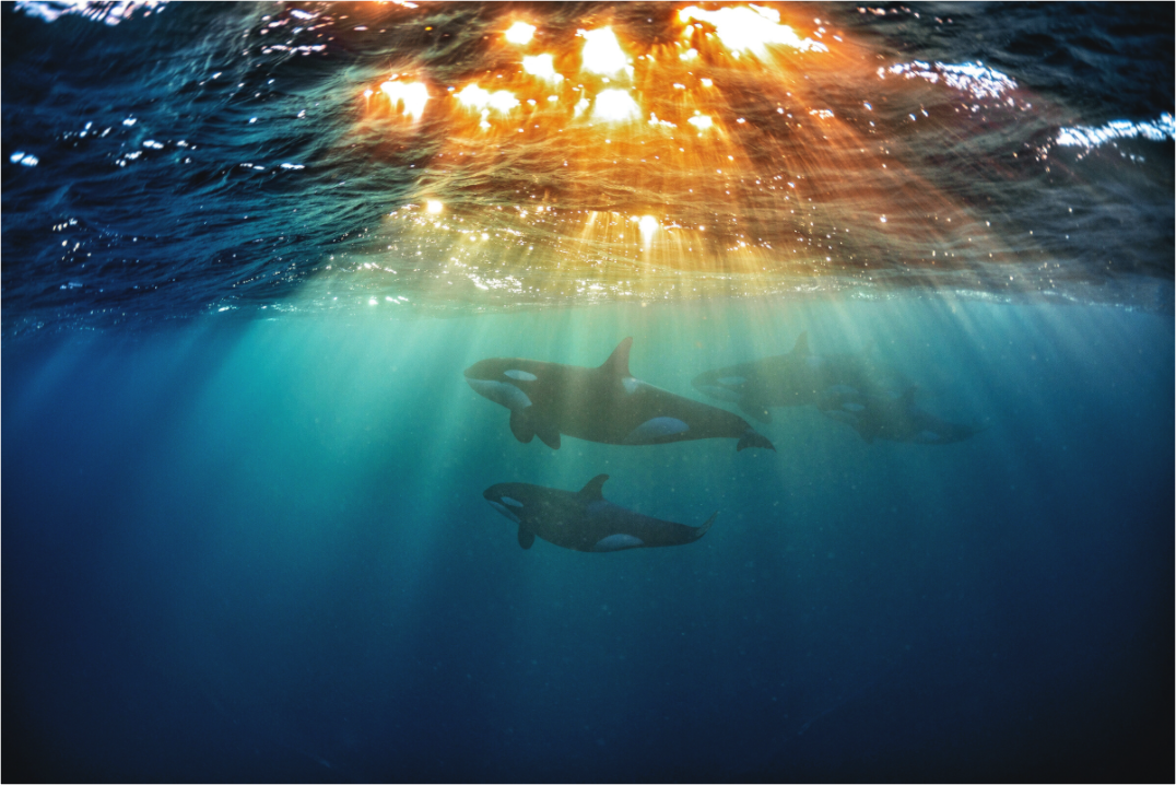 Main image Dream of Norway