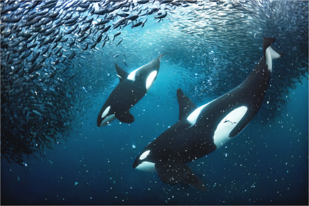 Main image Orcas on the Hunt