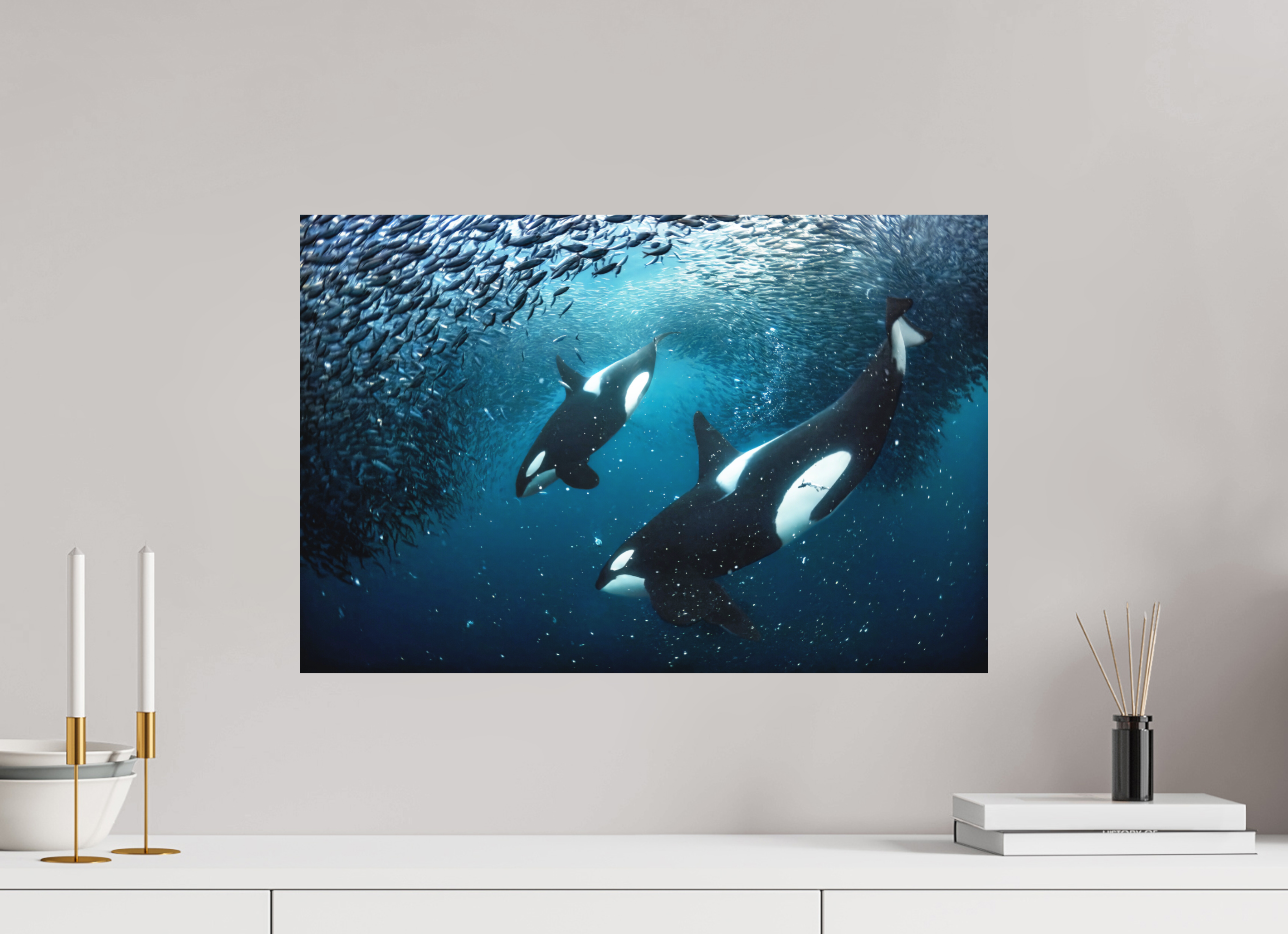 60 x 40 cm, Fine Art Print on Alu-Dibond Orcas on the Hunt