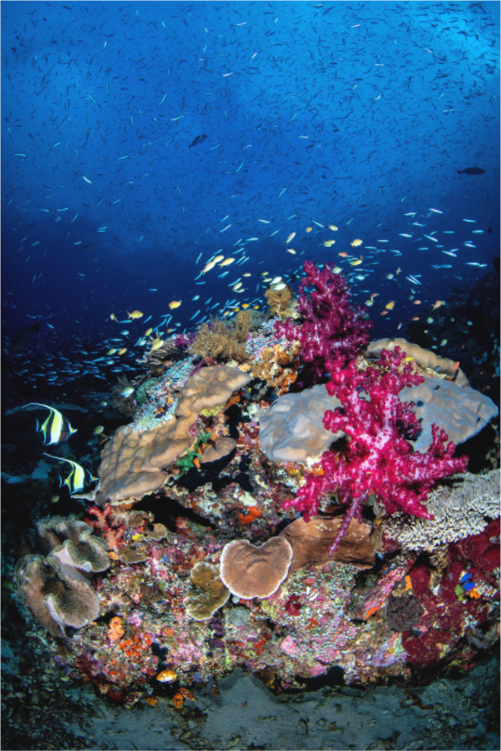 Main image Rush Hour