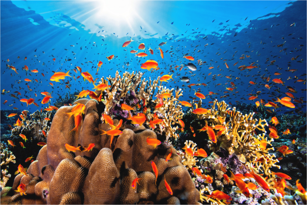 Main image Anthias Paradise