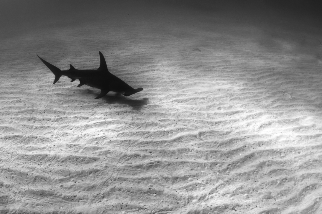 Main image Sand Cruiser