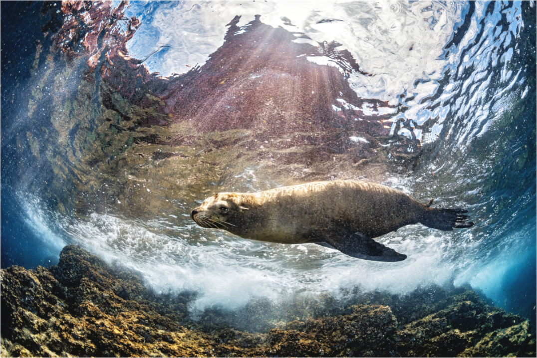 Main image Shore Patrol