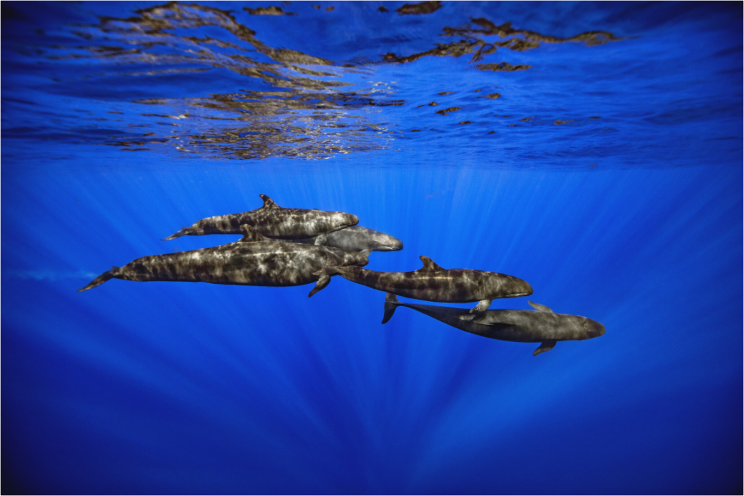 Main image False Killers