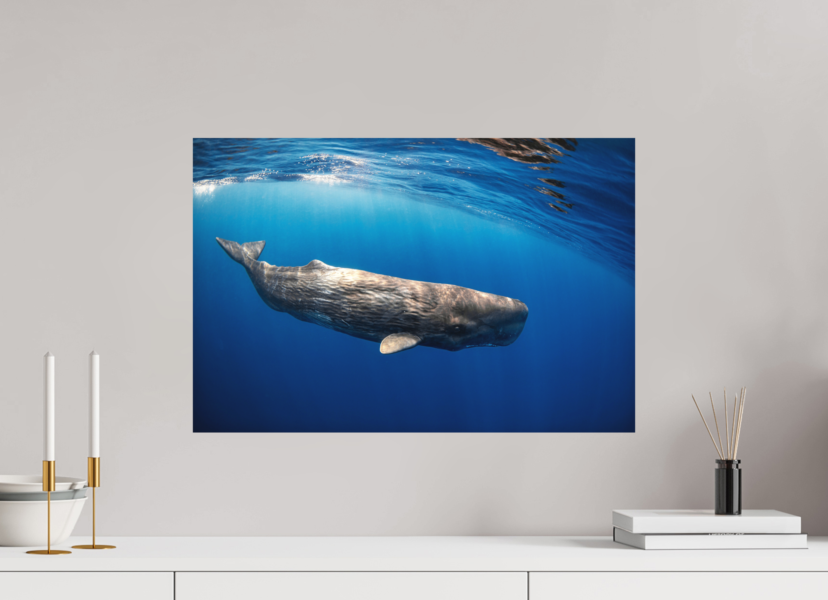 60 x 40 cm, Fine Art Print on Alu-Dibond Juvenile Sperm Whale