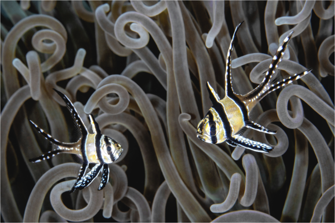 Main image Jewels of the Sea