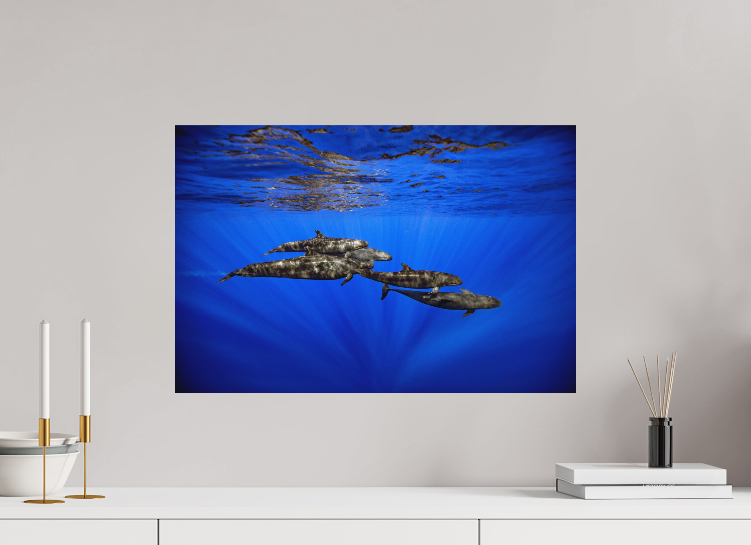 60 x 40 cm, Fine Art Print on Alu-Dibond False Killers