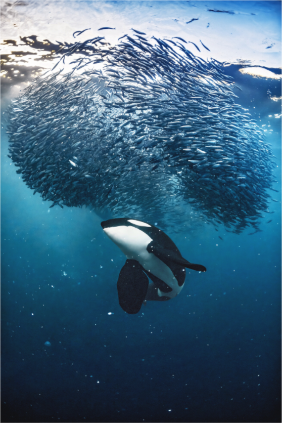 Main image The Master Hunter