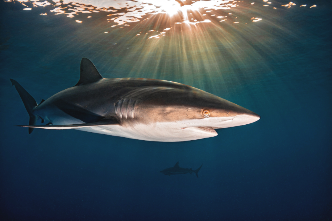 Main image Silky Sunset