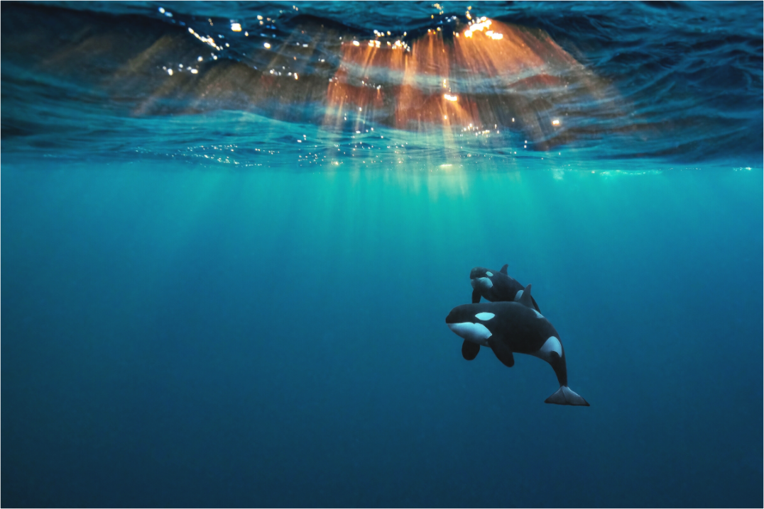 Main image Orcas Under the Arctic Sun