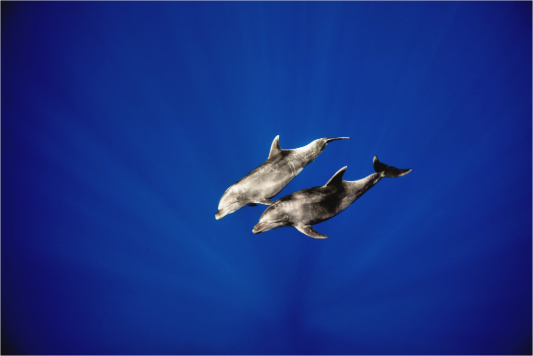 Main image Bottlenose Duo