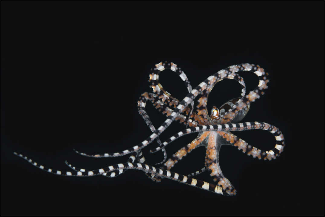 Main image Dancing Wunderpus