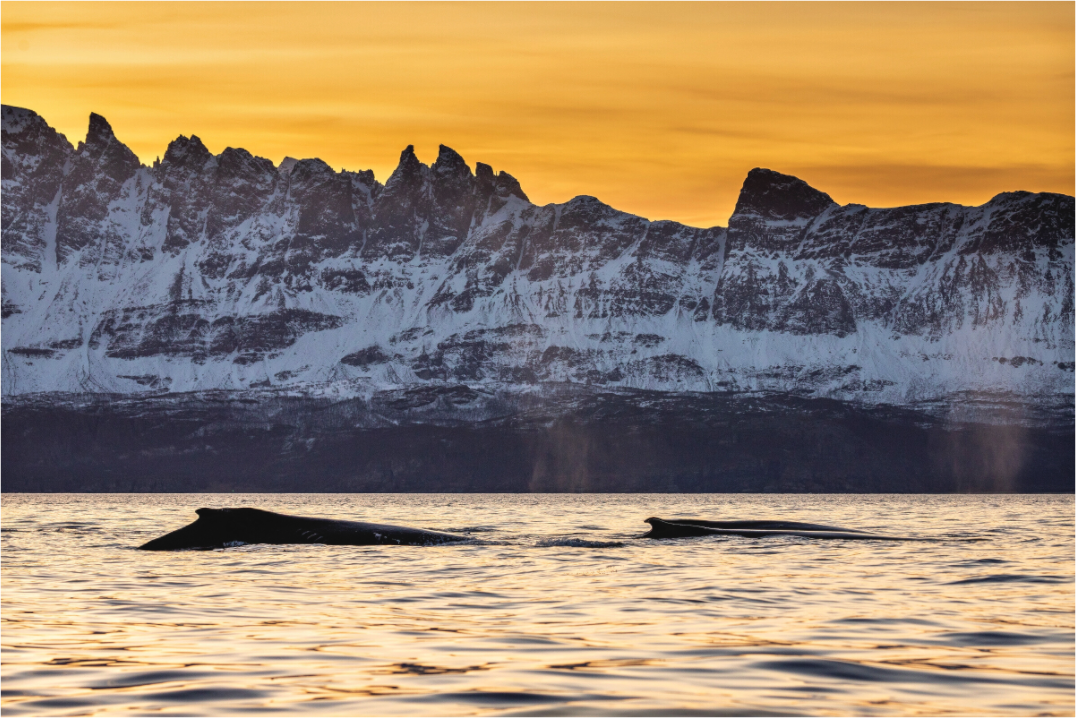 Main image Whales & Mountains