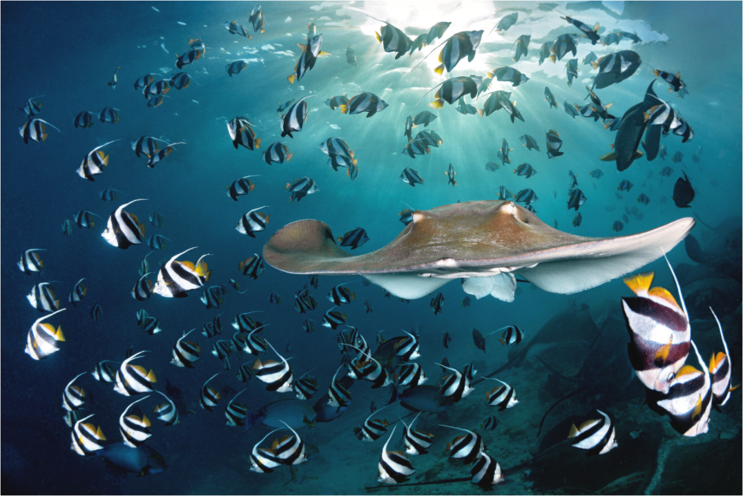 Main image Sunset Ray