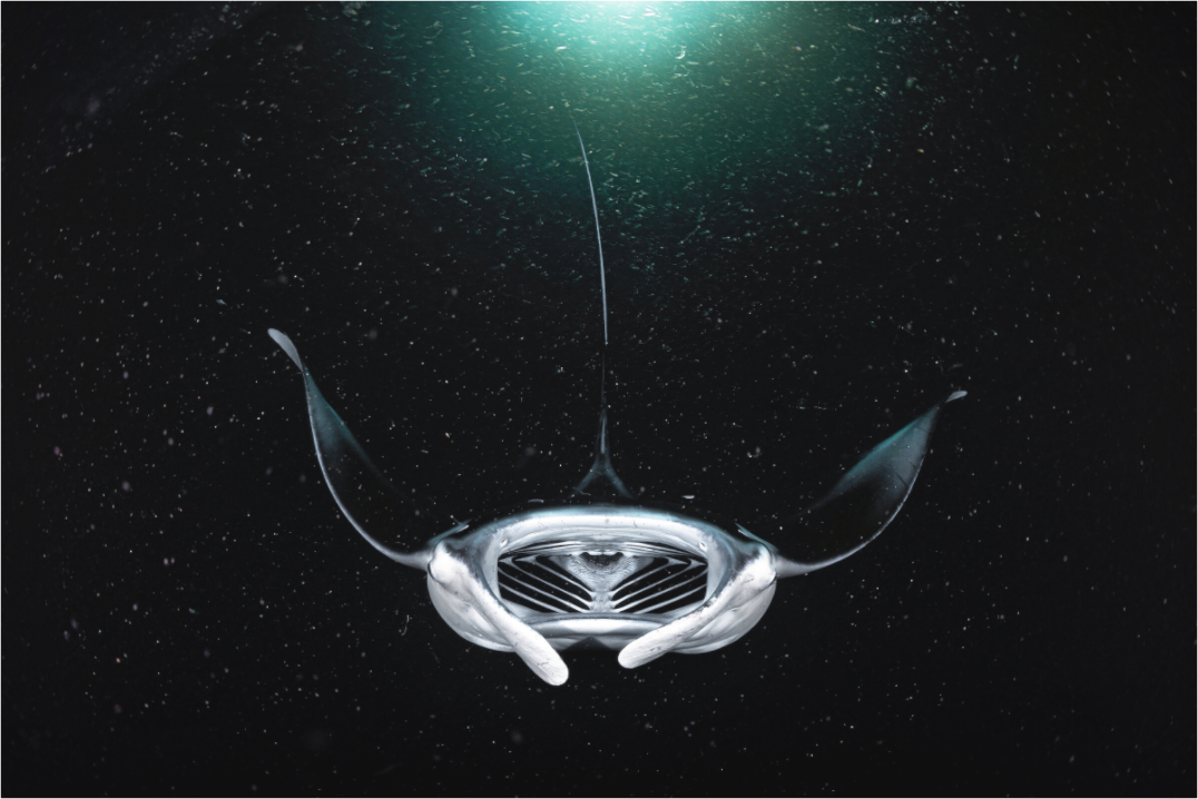 Main image Alien Spaceship on Planet Plankton