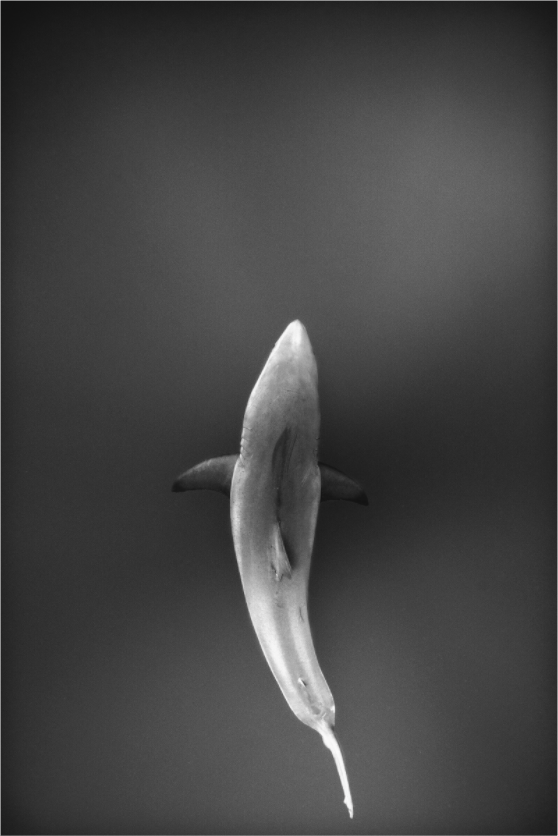 Main image Great White Shades of Grey