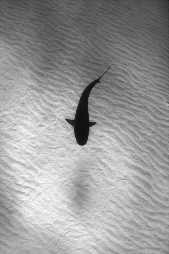 Main image Tiger Stripes