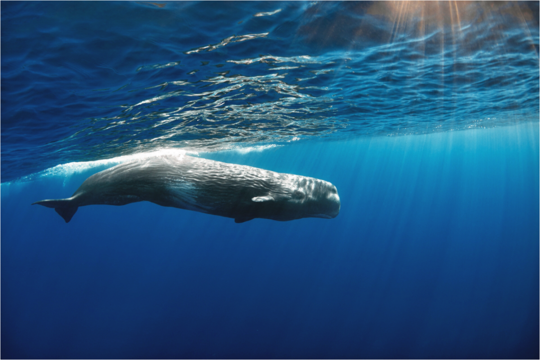 Main image Azore's Finest