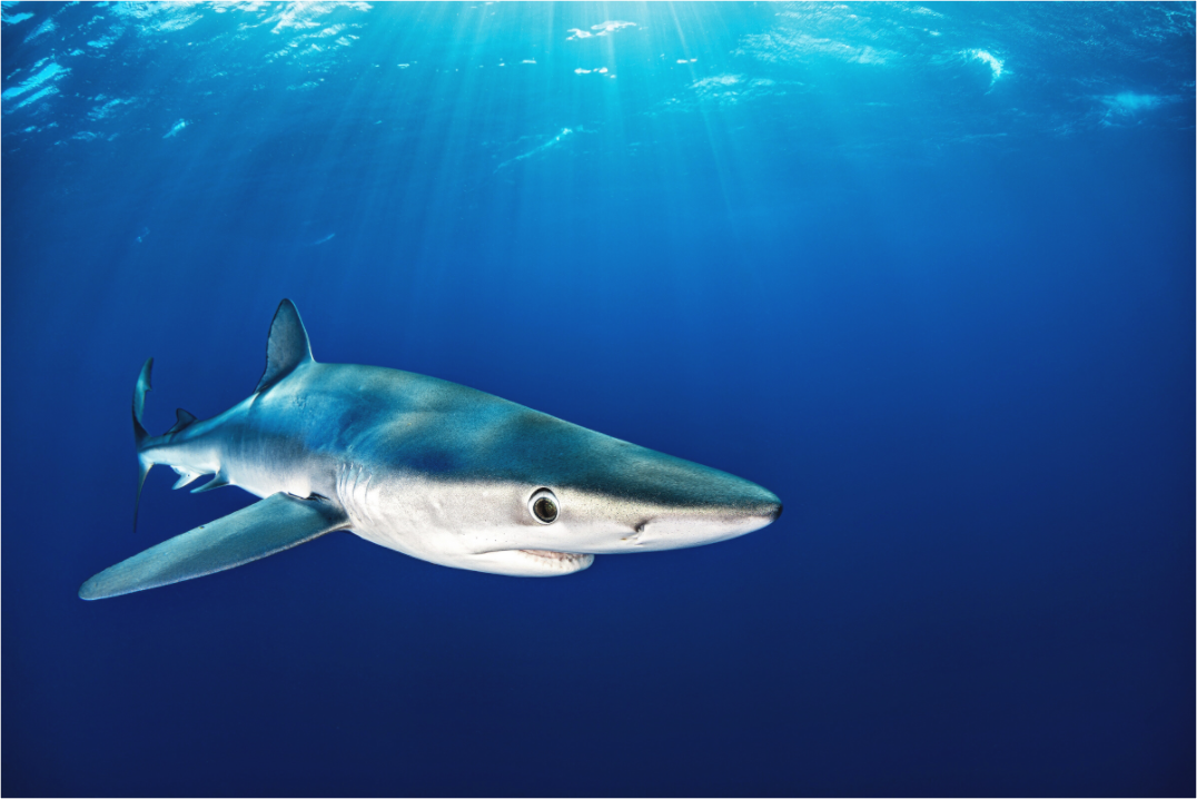 Main image Azorean Blues