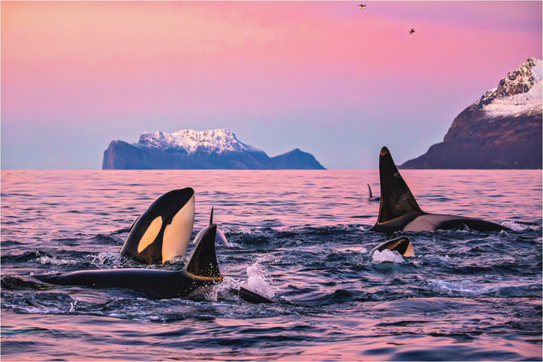 Main image The Big Feast