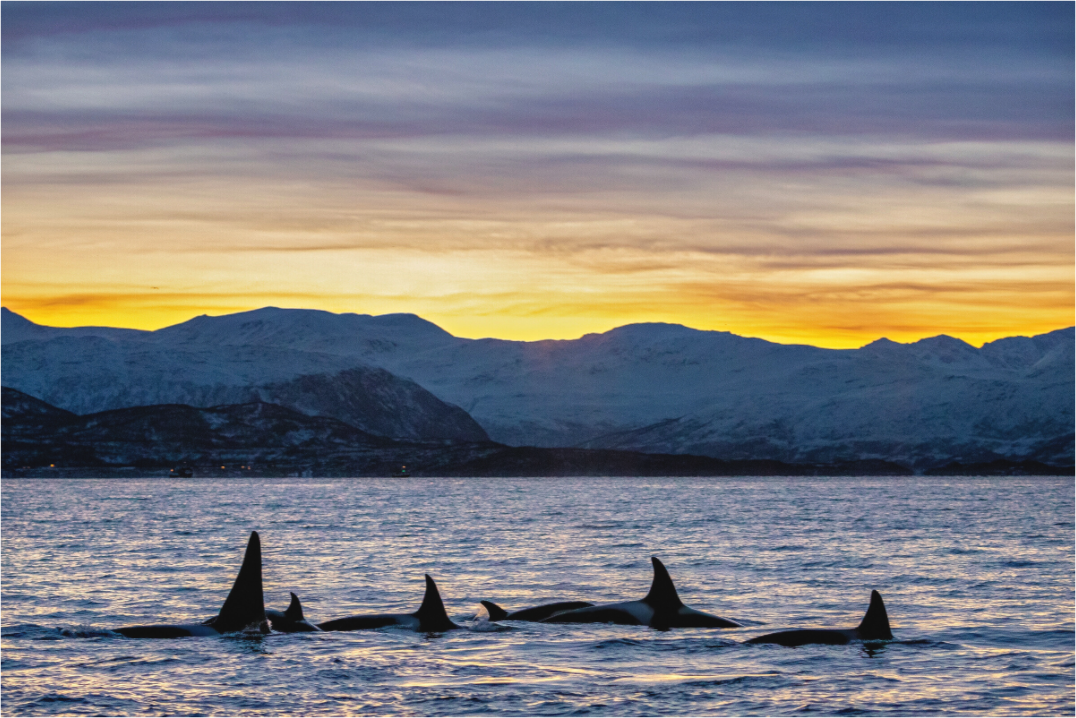 Main image Herring Chasers