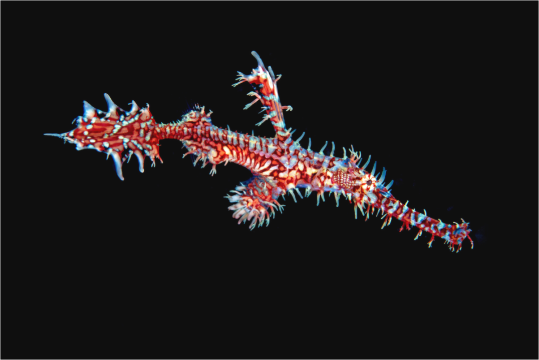 Main image Ghost Pipefish