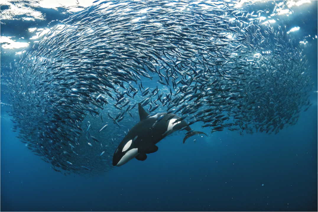 Main image Through the Ball