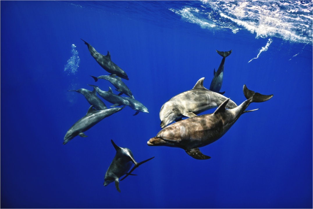 Main image Wild & Free