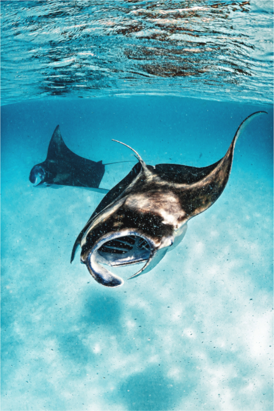 Main image Shallow Feeders