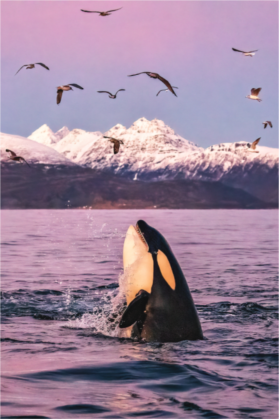 Main image Spy Hopper