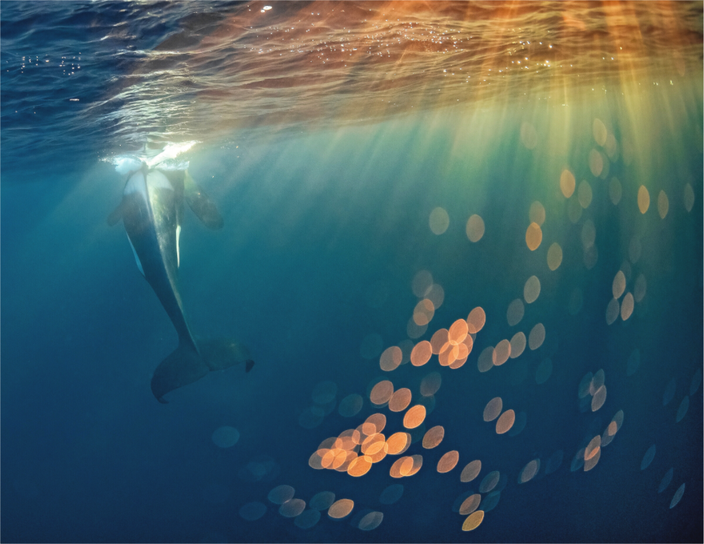 Main image Bokeh Orca