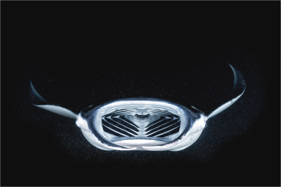 Main image Night Manta