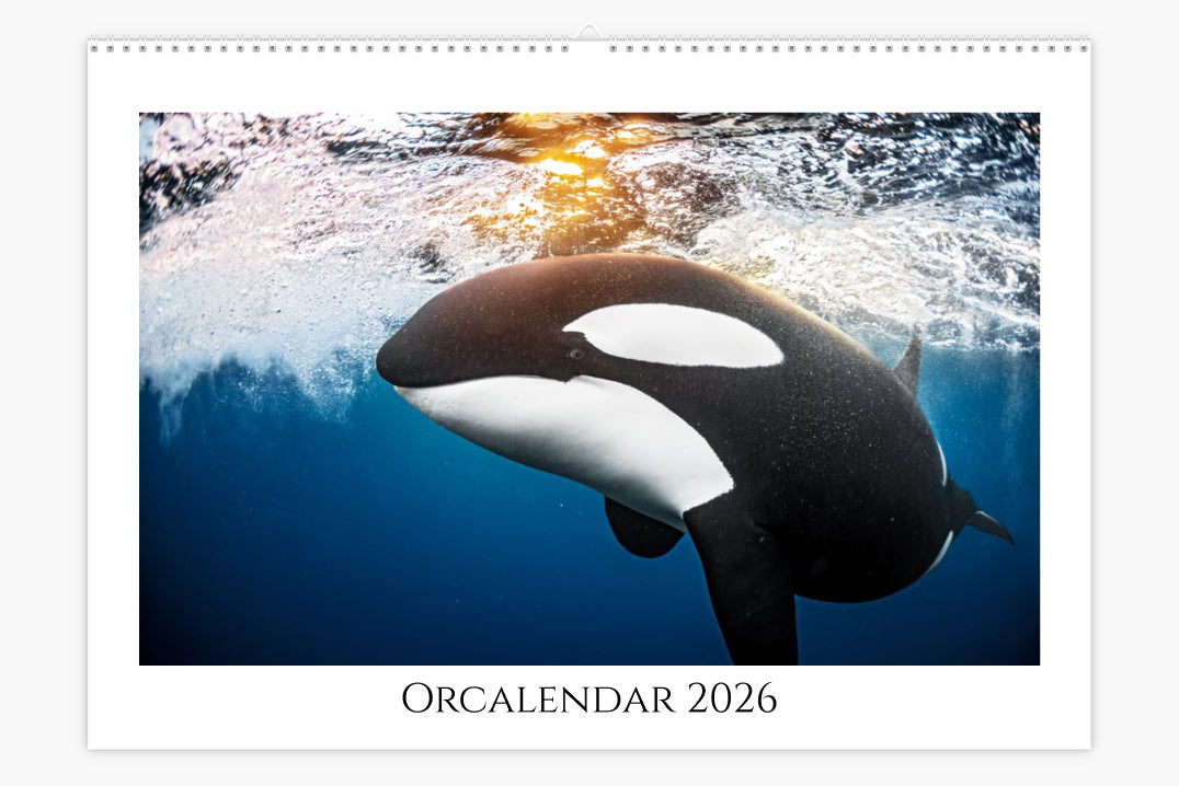 Orca Calendar "Orcalendar" 2026