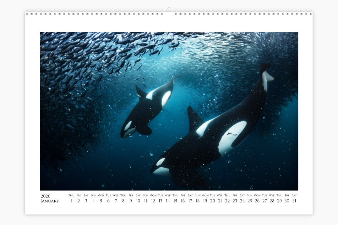 Orca Calendar "Orcalendar" 2026
