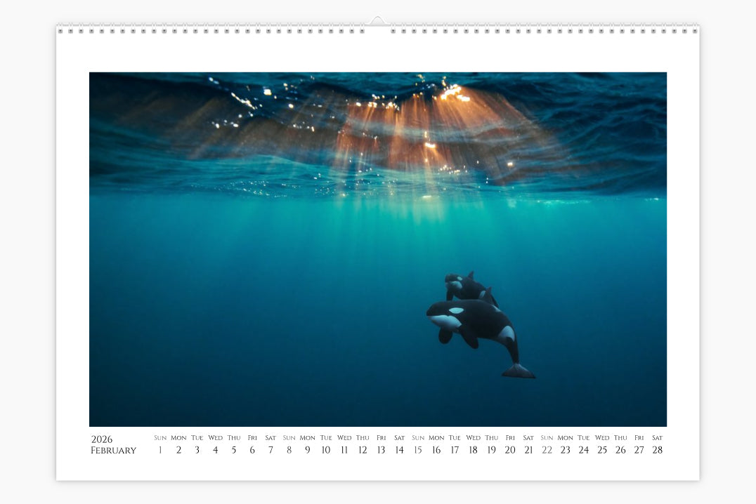 Orca Calendar "Orcalendar" 2026