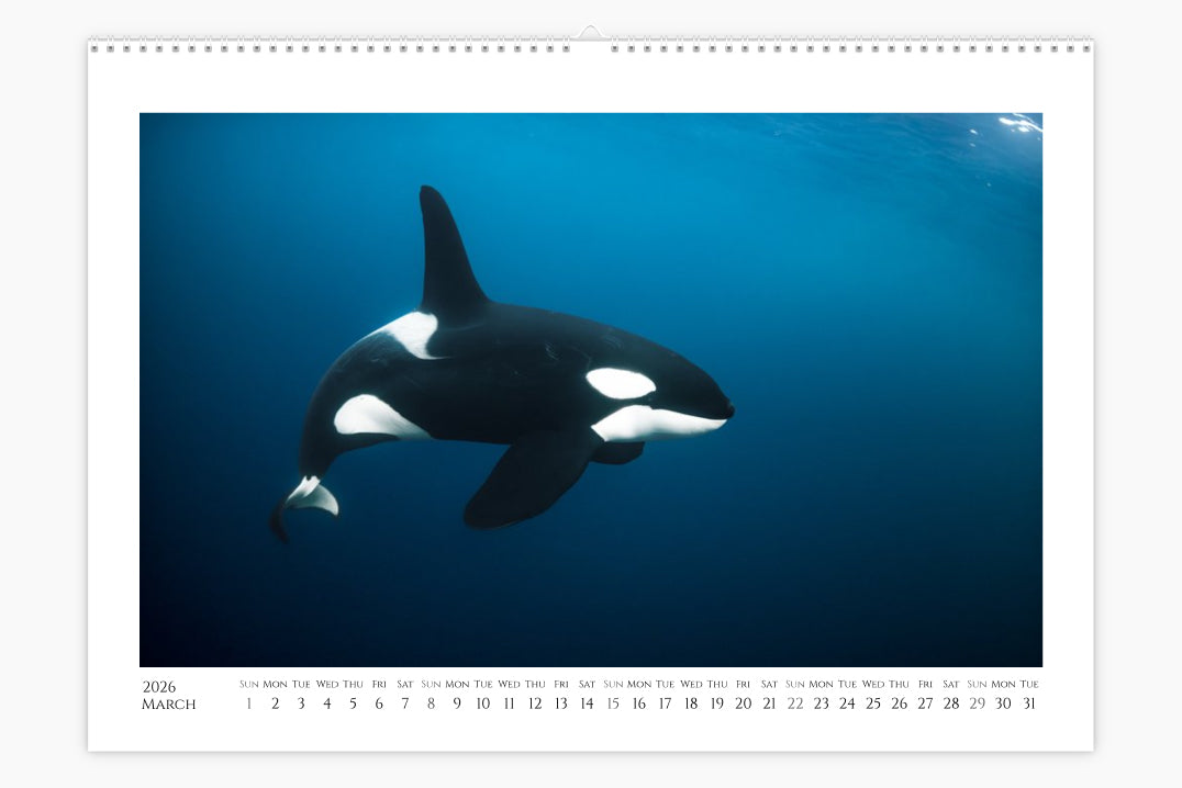 Orca Calendar "Orcalendar" 2026