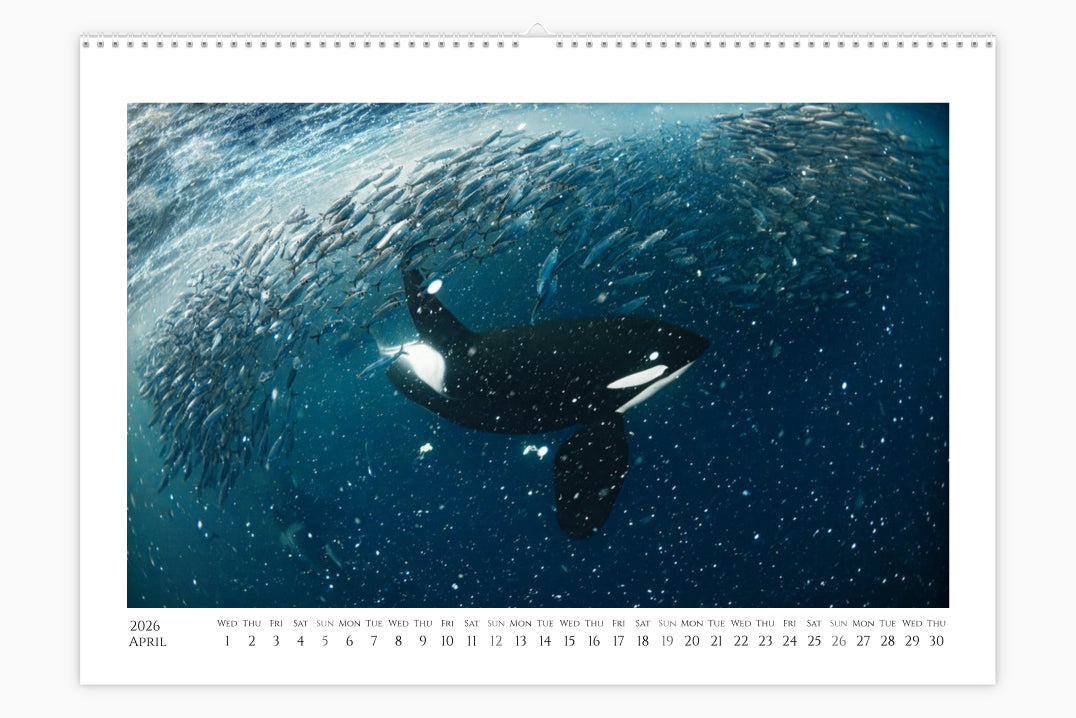 Orcalendar 2026 – Orca Wall Calendar by Andy Schmid | Norway
