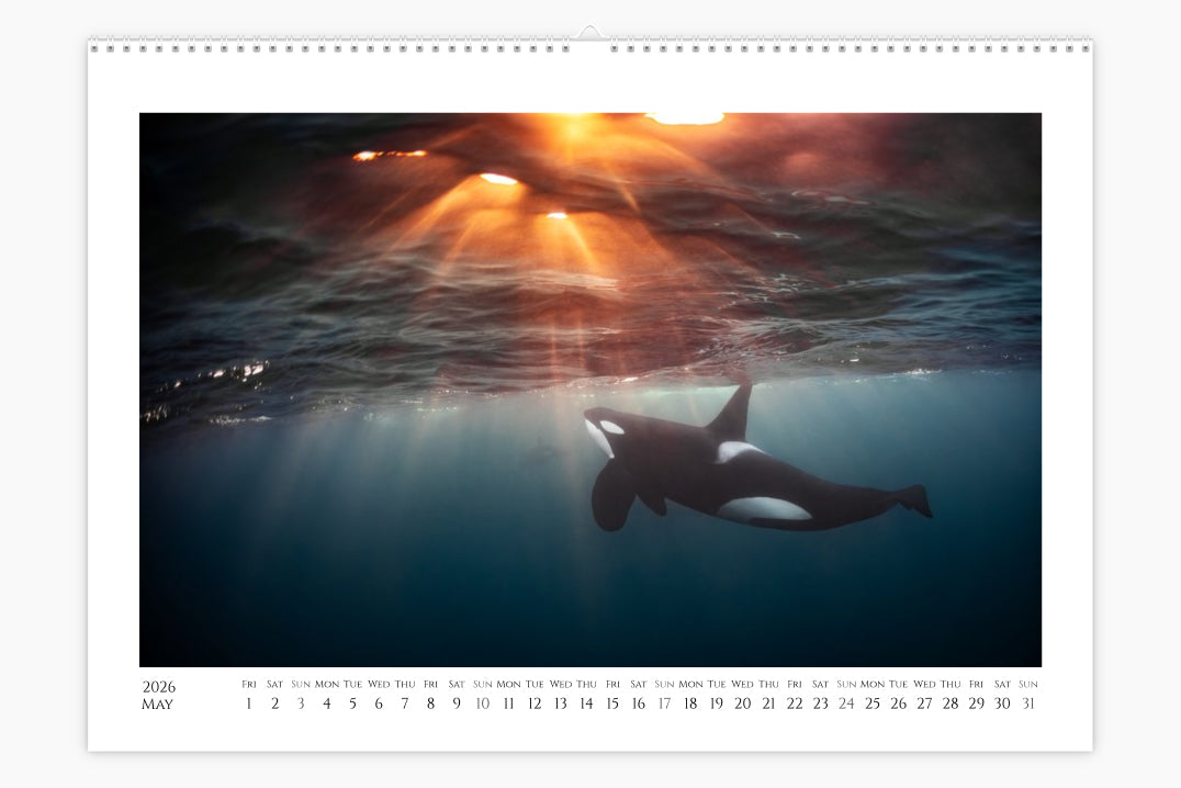 Orca Calendar "Orcalendar" 2026