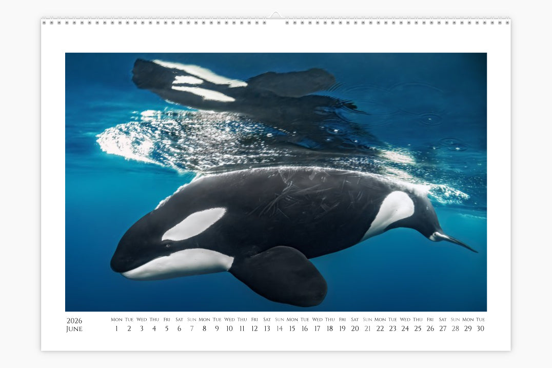 Orca Calendar "Orcalendar" 2026