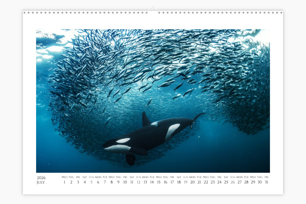 Orca Calendar "Orcalendar" 2026