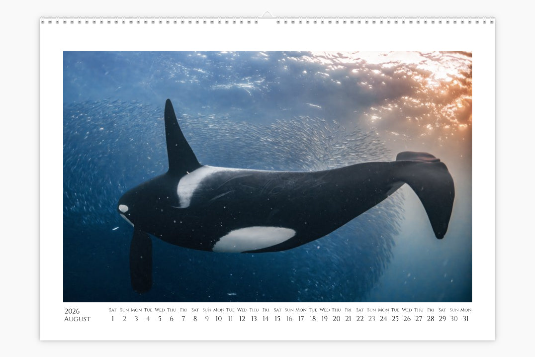 Orca Calendar "Orcalendar" 2026