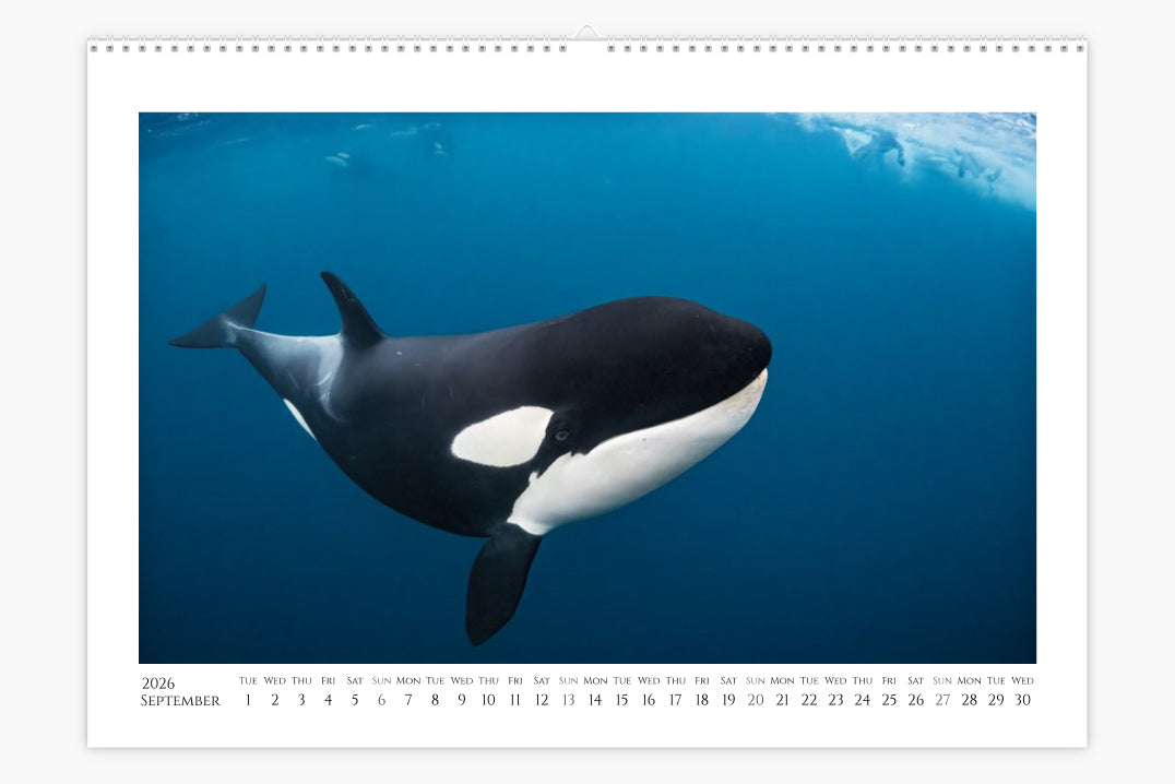 Orca Calendar "Orcalendar" 2026