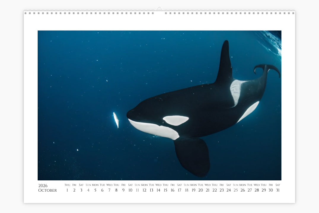 Orcalendar 2026 – Orca Wall Calendar by Andy Schmid | Norway