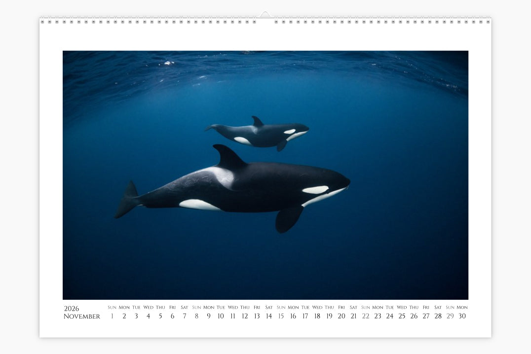 Orca Calendar "Orcalendar" 2026