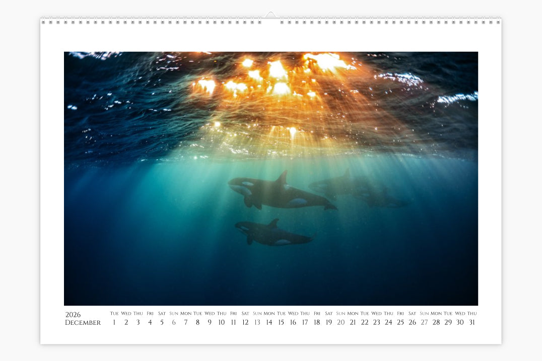 Orca Calendar "Orcalendar" 2026