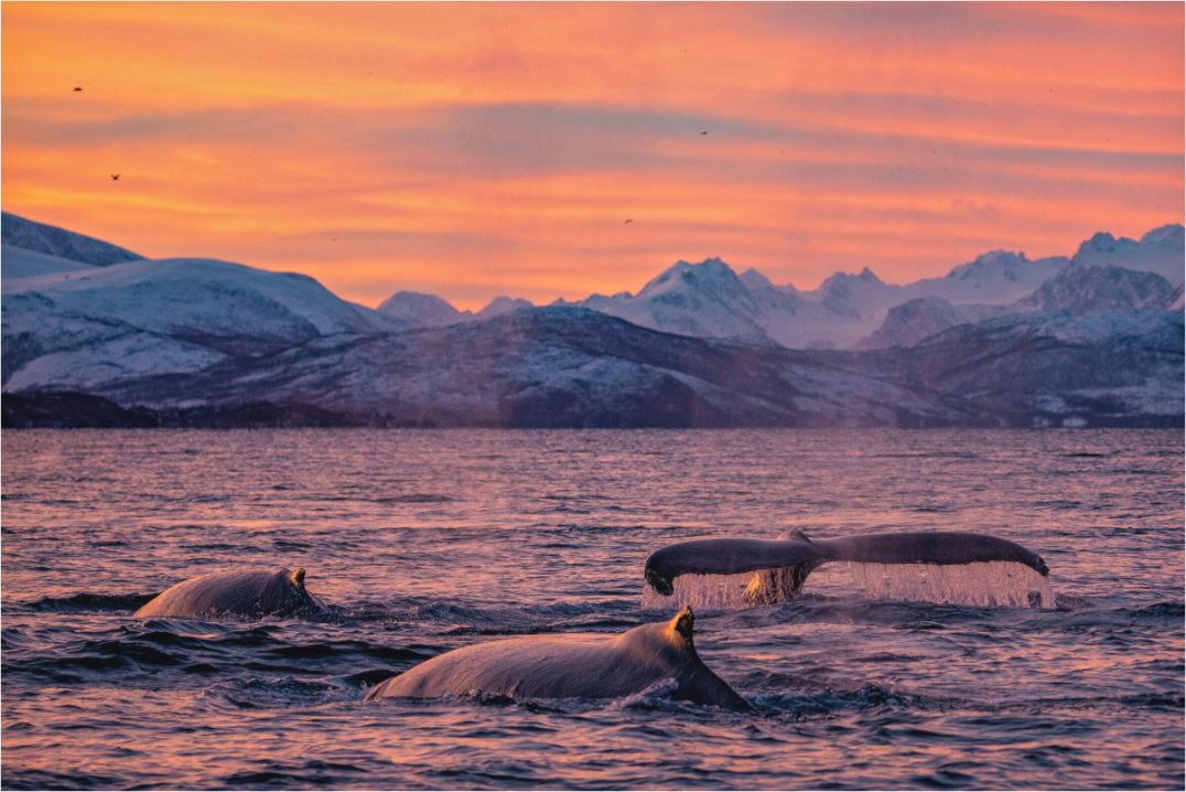 Main image Sunset Divers