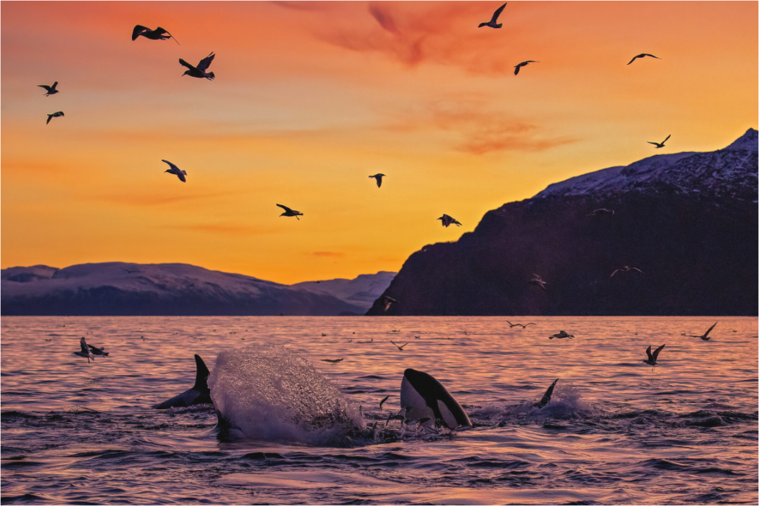 Main image Sunset Feast